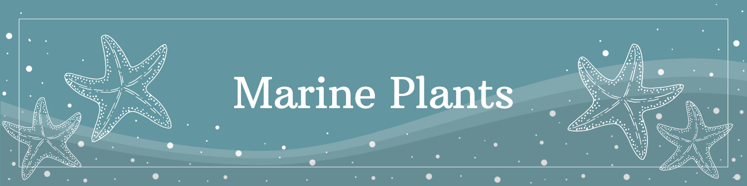Unit 13: Marine Plants Banner